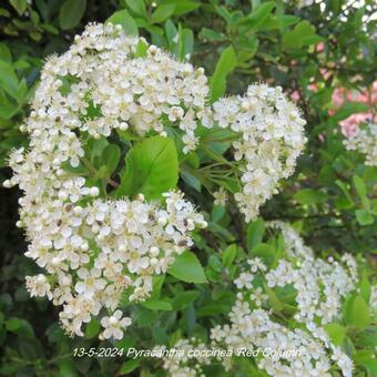 Pyracantha coccinea 'Red Column'