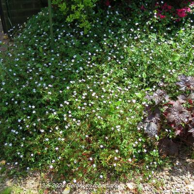 Geranium robertianum 'Album' - 