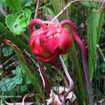 Sarracenia rubra - 