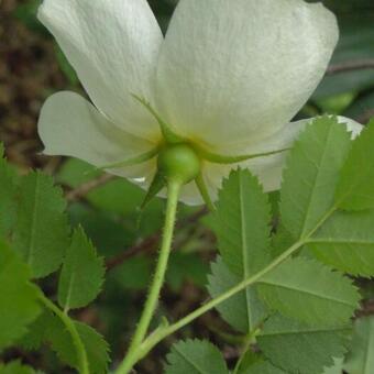 Rosa spinosissima