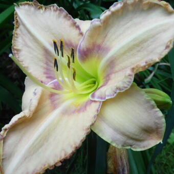 Hemerocallis 'Chicago Picotee Pride'