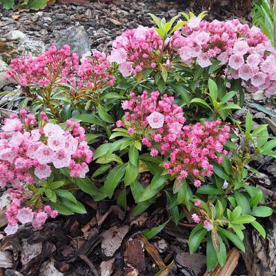 Kalmia latifolia 'Ostbo Red' - 