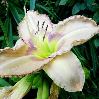 Hemerocallis 'Chicago Picotee Pride'