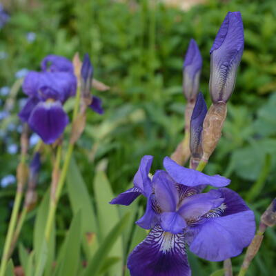 Iris pallida - 