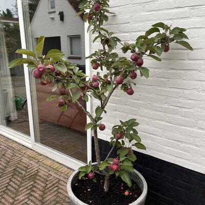 Malus domestica 'Redlane'  - 