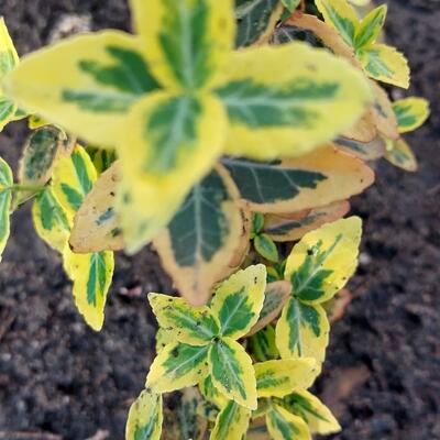 Euonymus fortunei 'Emerald'n Gold' - Euonymus fortunei 'Emerald'n Gold'