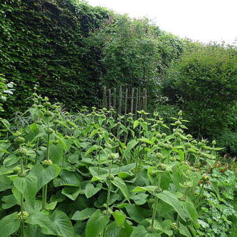 Phlomis russeliana