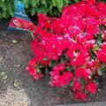 Rhododendron HORTINNO 'Evergreen Red'