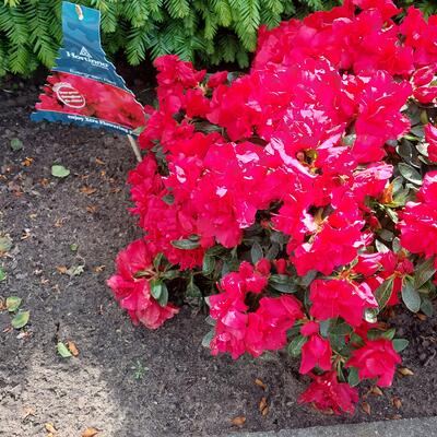 Rhododendron HORTINNO 'Evergreen Red' - 