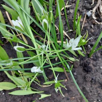 Ornithogalum umbellatum