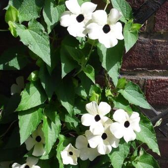 Thunbergia grandiflora 'Alba'