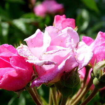 Rosa 'A Little Bit of Paradise'