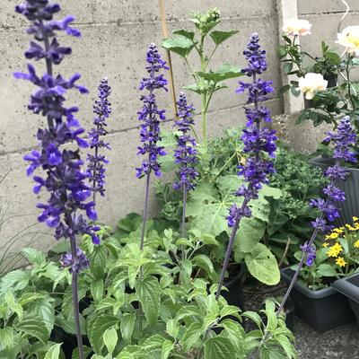 Salvia 'Mystic Spires Blue' - 