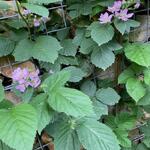 Rubus fruticosus 'Chester Thornless' - 