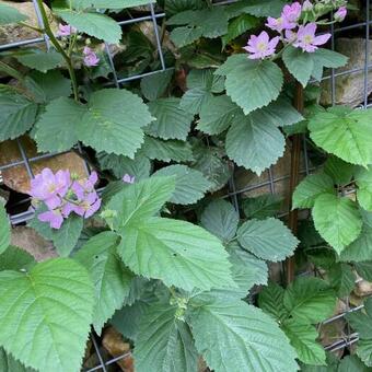 Rubus fruticosus 'Chester Thornless'