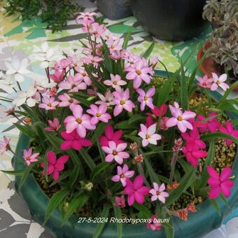 Rhodohypoxis baurii