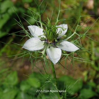 Nigella sativa