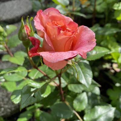 Rosa 'Clair Renaissance' - 