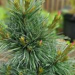Pinus flexilis 'Pygmaea' - 