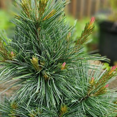 Pinus flexilis 'Pygmaea' - 