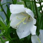 Campanula persicifolia ‘TAKION White’ - Campanula persicifolia ‘TAKION White’