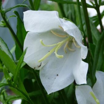 Campanula persicifolia ‘TAKION White’