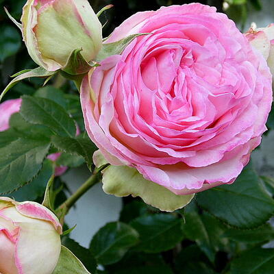 Rosa 'Pierre de Ronsard' - Rosa 'Pierre de Ronsard'