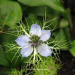 Nigella sativa - 