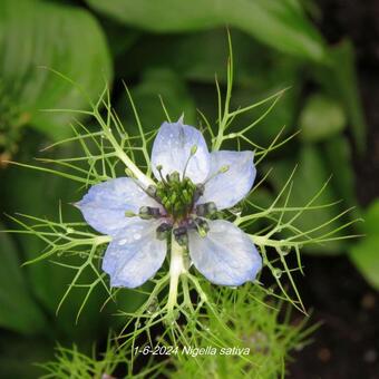 Nigella sativa