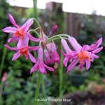 Tulbaghia 'Moya' - 