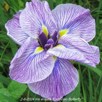 Iris ensata 'Caprician Butterfly'