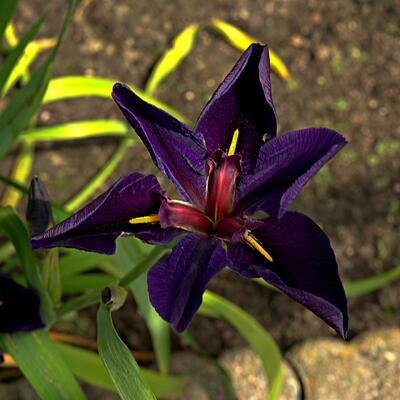 Iris x louisiana 'Black Gamecock' - Mauvais titre - Iris x louisiana 'Black Gamecock'