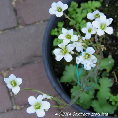 Saxifraga granulata - 