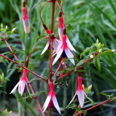 Fuchsia magellanica var. arauco - 