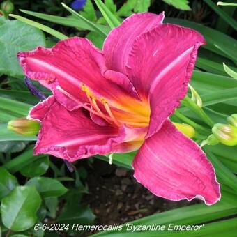 Hemerocallis 'Byzantine Emperor'