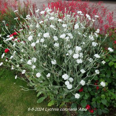 Lychnis coronaria 'Alba' - Lychnis coronaria 'Alba'