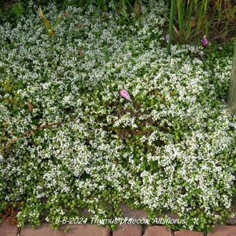 Thymus praecox 'Albiflorus'