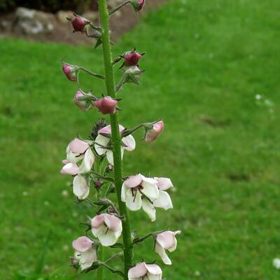 Verbascum blattaria f. albiflorum - 