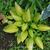 Hosta 'June Fever'