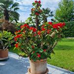Euphorbia milii - 