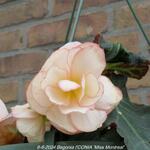 Begonia I'CONIA 'Miss Montreal' - 