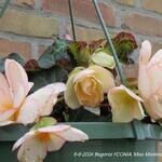 Begonia I'CONIA 'Miss Montreal' - 