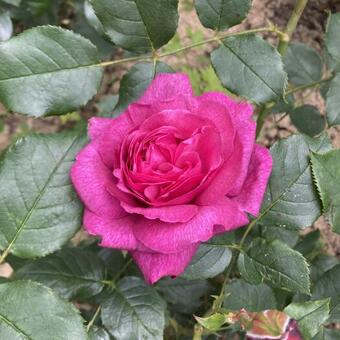 Rosa 'Kaffe Fassett'