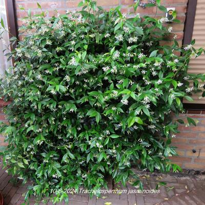 Chinesischer Sternjasmin - Trachelospermum jasminoides