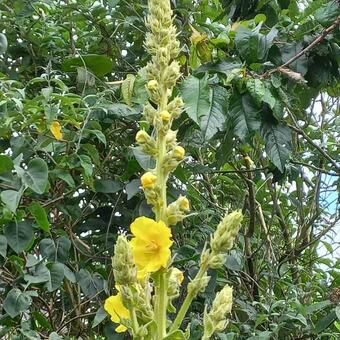 Verbascum thapsus