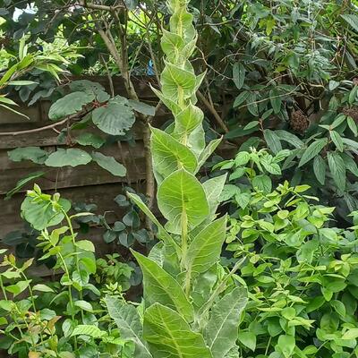 Verbascum thapsus - Molène thapsus - Verbascum thapsus