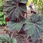 Begonia LUNAR LIGHTS 'Dark Side of the Moon' - 