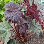 Begonia LUNAR LIGHTS 'Dark Side of the Moon' - 