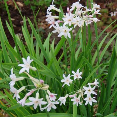 Tulbaghia violacea 'Alba' - Tulbaghia violacea 'Alba'