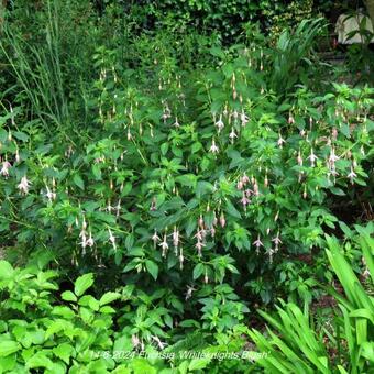 Fuchsia 'Whiteknights Blush'